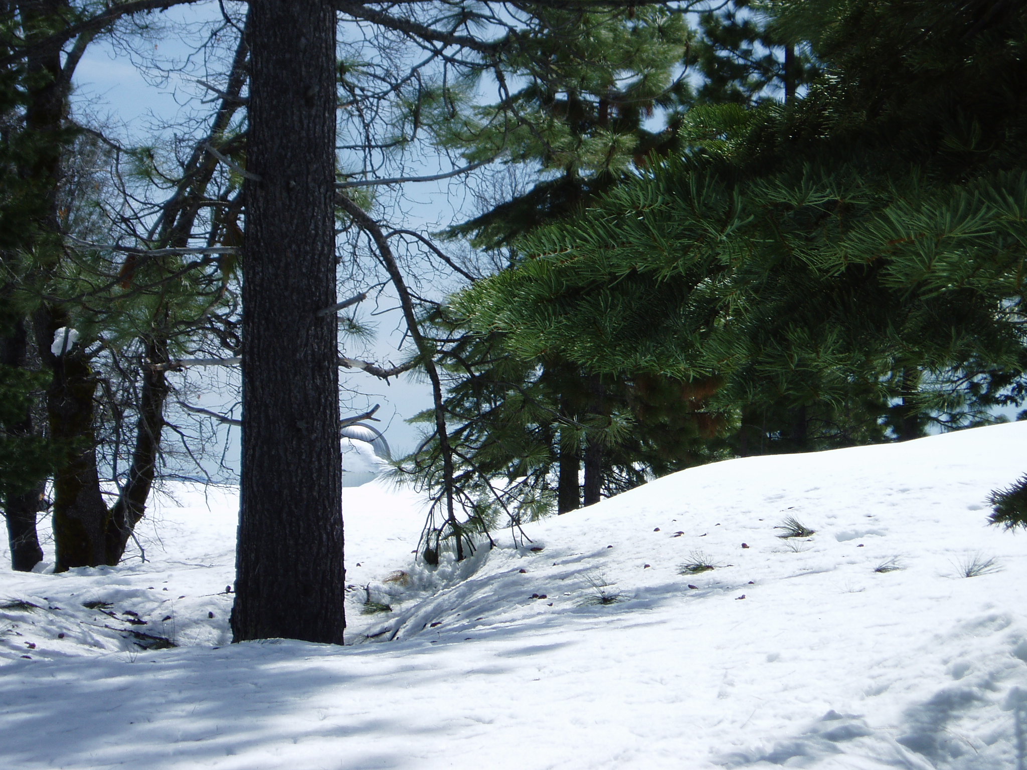 Winter Mar11b